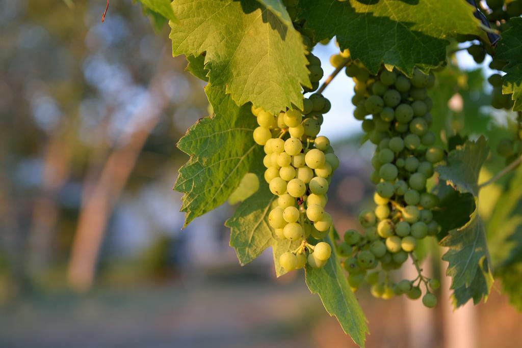 Agriturismo Arte Et Agricoltura Tuscania Ngoại thất bức ảnh